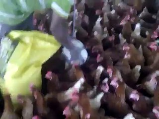 Poultry Farm in Nigeria