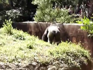 Zoo Atlanta Gorilla Easter Egg Hunt