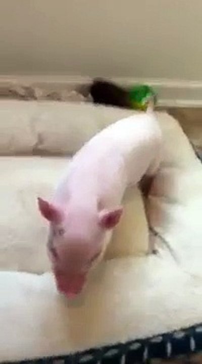 Adorable : un mini cochon mange une glace pour la première fois