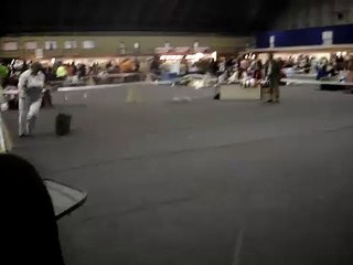 K-Line's Love Magic Riga CACIB 14.06.2009, 12 months