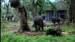 Cute baby elephant at Elephant Training Center in Kodanad, Kerala