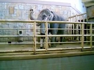 Elefantenbaby Thuza im Tierpark Berlin