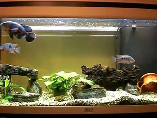 acquario 210L ciclidi sud america astronotus-meeky-nigro fasciatus