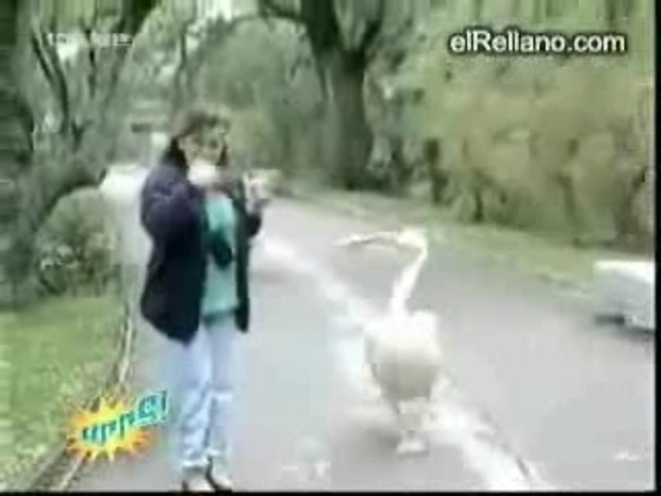 Compil'gamelles