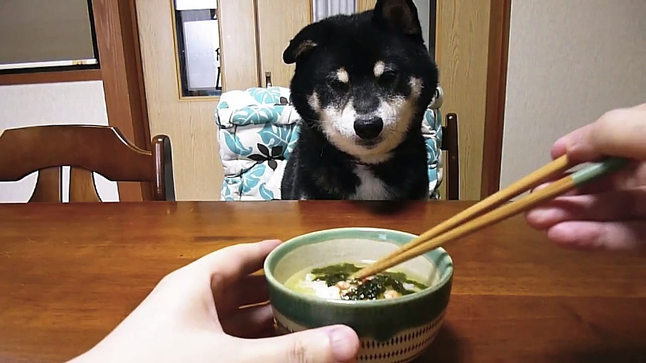 黒柴クロ 犬ごはん お茶漬け Shiba Inu Kuro Eats Ochazuke