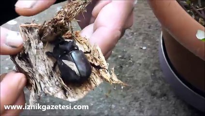 İftar masasına 90 bin dolarlık Gergedan Böceği kondu