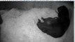 National Zoo's Andean Mother Bear Gave Birth to #1