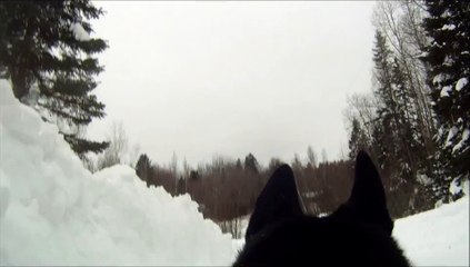 Download Video: GoPro Dog Cam Slow Motion Running