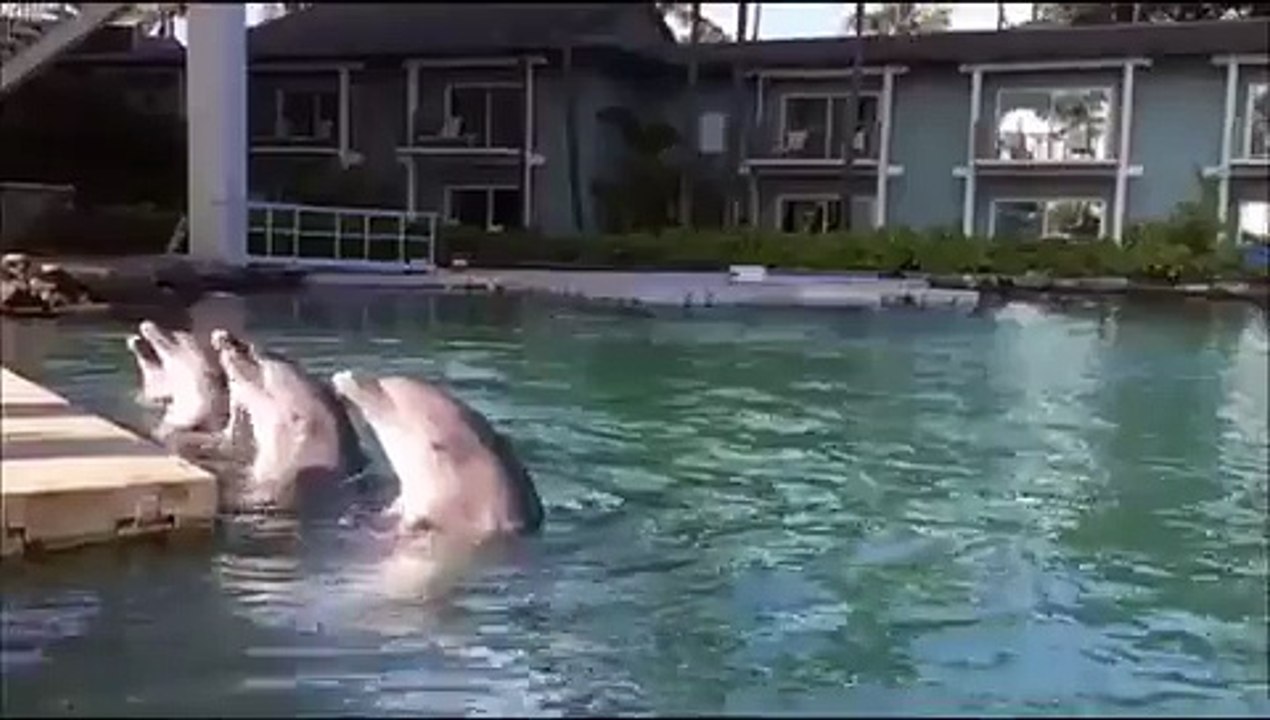 Dolphin Quest Oahu - Dolphins In Action