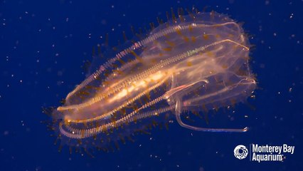 This Comb Jelly's Diffraction May Drive You to Distraction