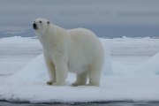 Los osos polares serán diezmados este siglo