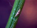 7 8 09 Green Lacewing (larval stage)