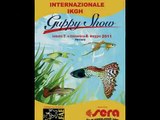I Tappa Campionato Europeo Guppy Show 2011 Trii e Coppie -  Ferrara