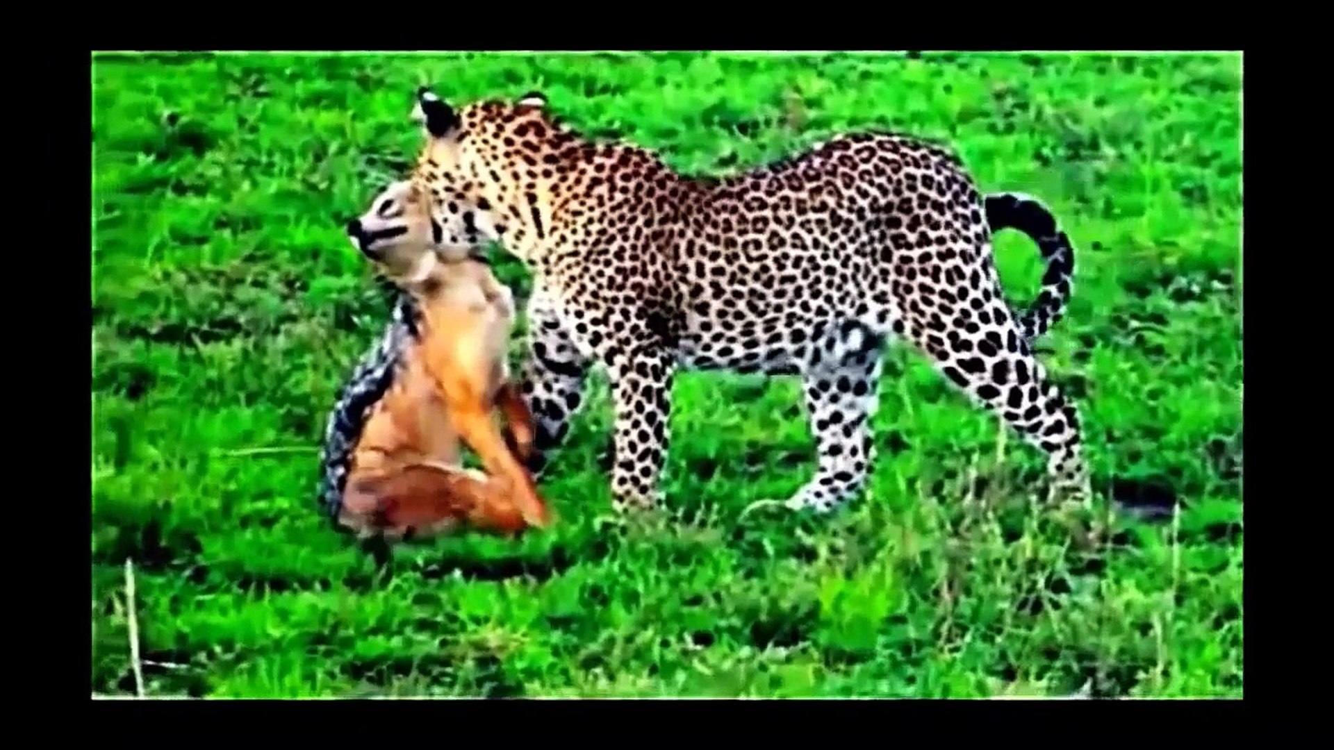 ⁣Animal Planet | Discovery Channel | Wild Life Animals Documentary 2015 | National Geographic p2