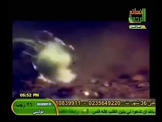 شاهد عظمة الله   سمك يعيش بعد أن يغلي في ماء حار