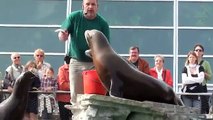 Zoo Stuttgart Wilhelma Seelöwenfütterung (komplett)