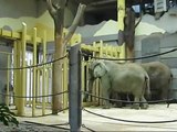 African elephants, Zoo Vienna