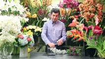 Flower Arrangements : Hydrangea and Tulip Arrangements
