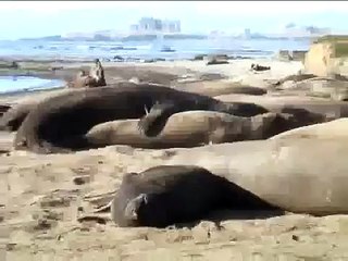 Elephant Seal Love