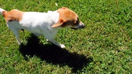Rescue pup - Beagle lab mix - momma dog, Cleo is available.