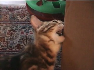 Bengal Kater Al Capone aus Gill (lustiges Tiervideo, Katzen)