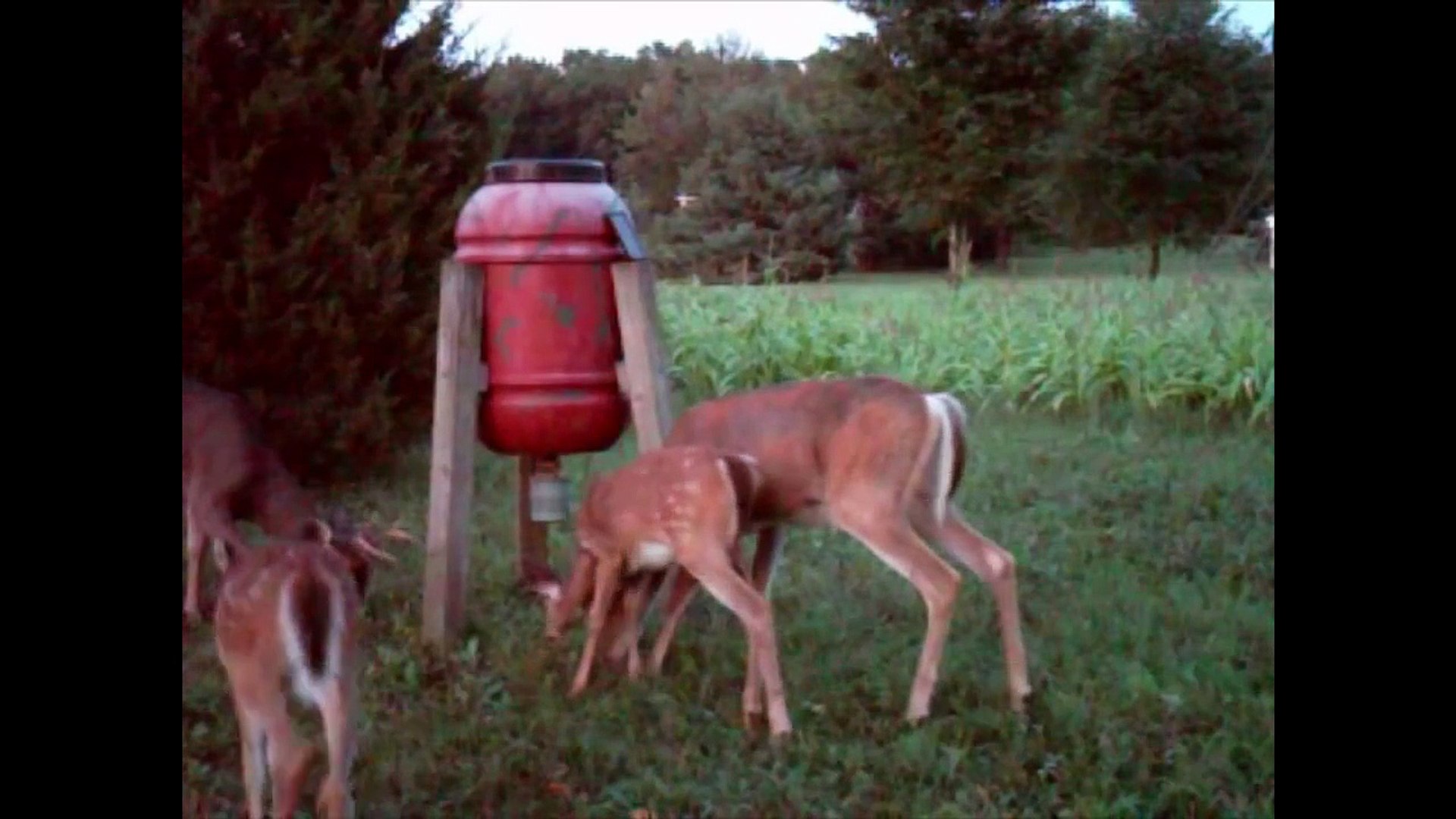 Trail Camera Videos and Pictures - Deer, Turkeys, Opossum and More