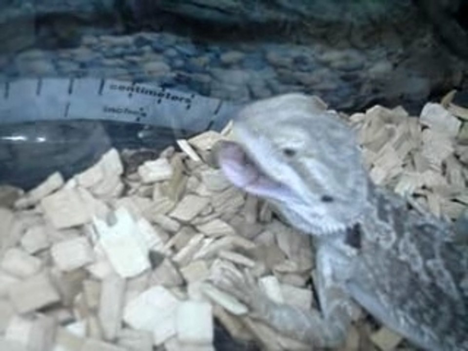 Lézard