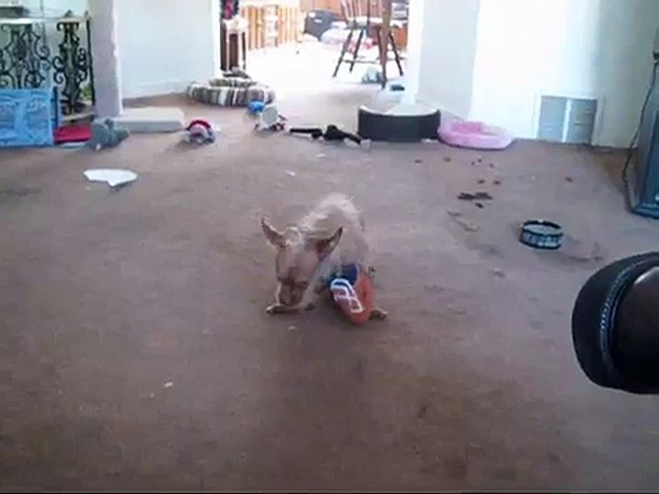 Really horny dog!