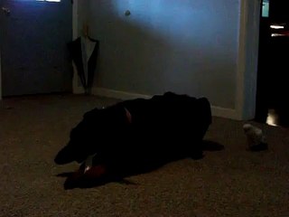 Goffin's cockatoo chasing doberman around the room.