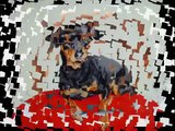 Chantal Rousselet Artiste Peintre Animalier Les chiens