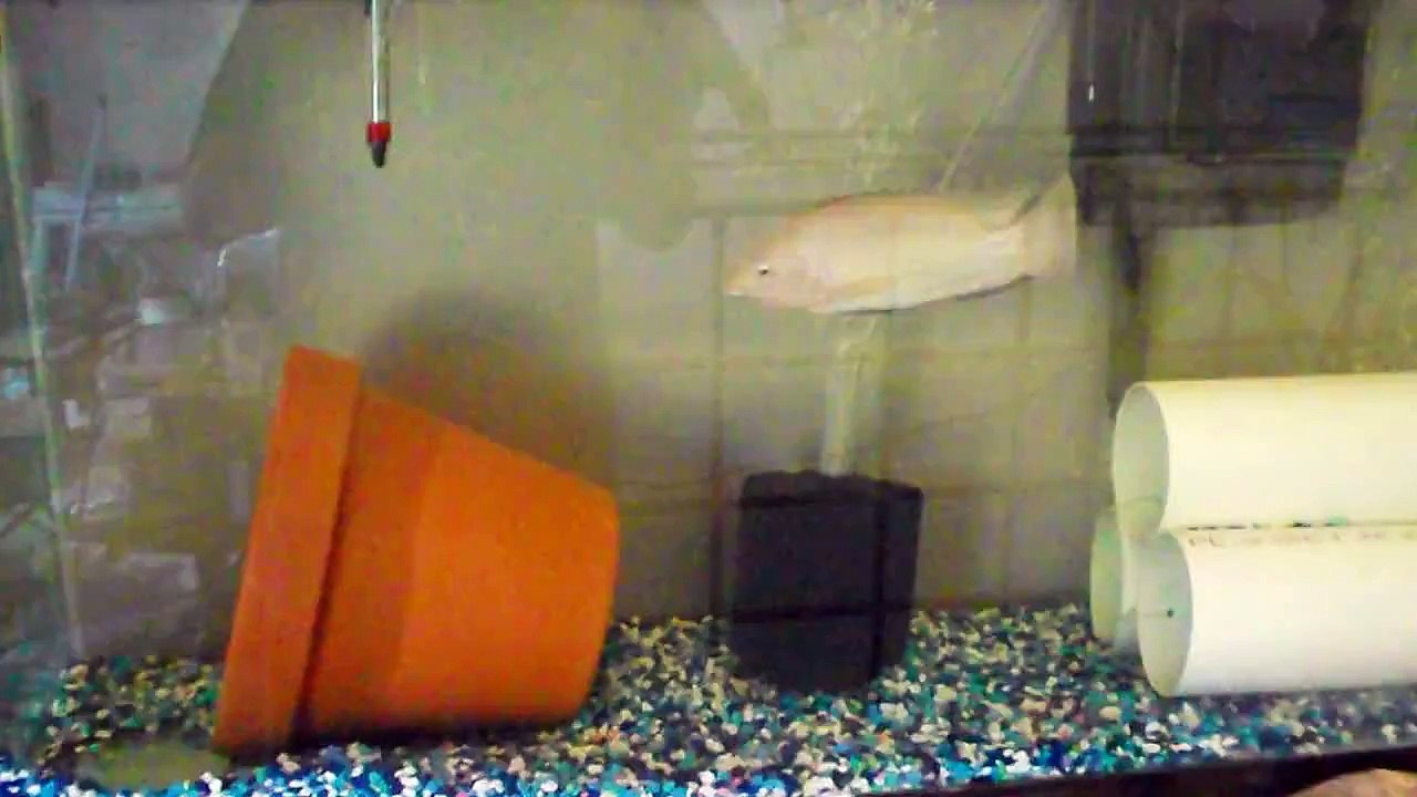 Tilapia - New Facility Update