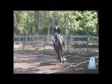 Royal Baywatch-15.2hh FEI Junior Eventing Horse SOLD