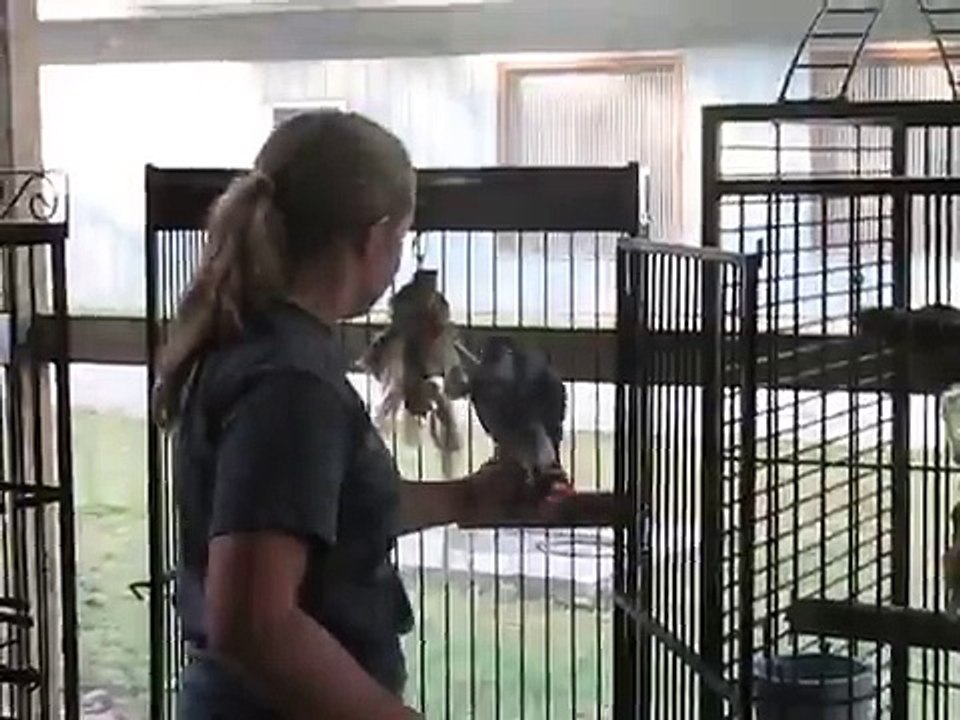 African grey parrot talking