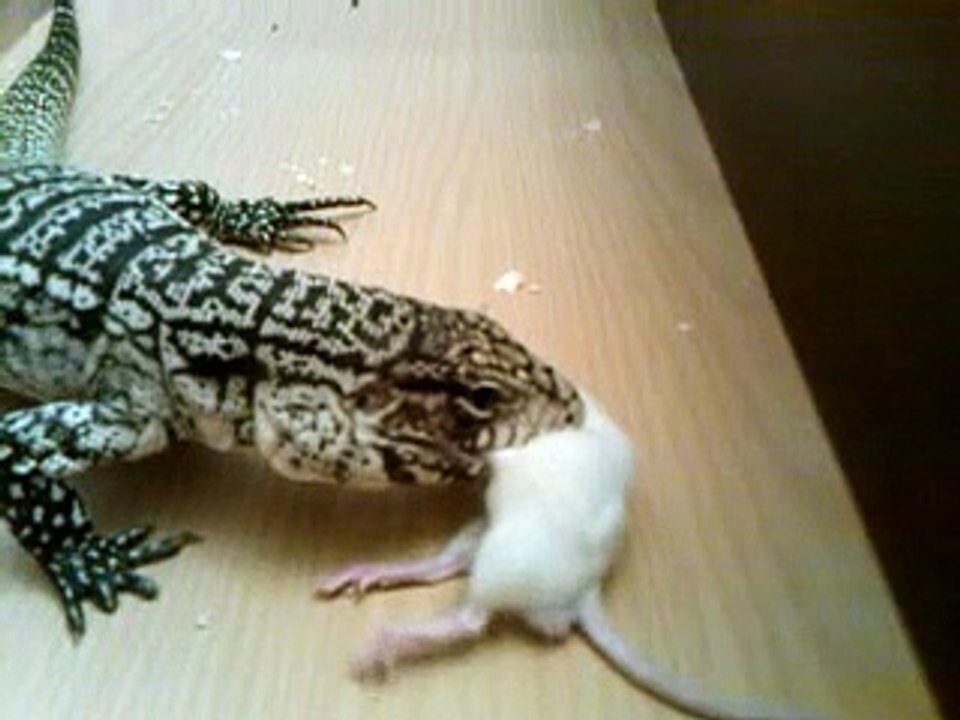 Tegu  annihalates  rat (gruesome) live feeding CAUTION