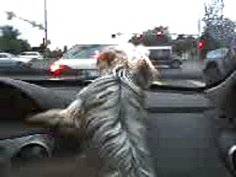 My dog hates windshield wipers