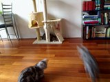 Cats playing with laser pointer