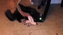 Crazy Kitteh HATES clothes!