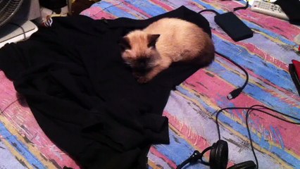 Cat sleeps with trash metal!