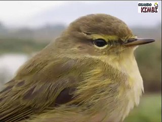 Cd Canto Pajarillo Mosquitero Común