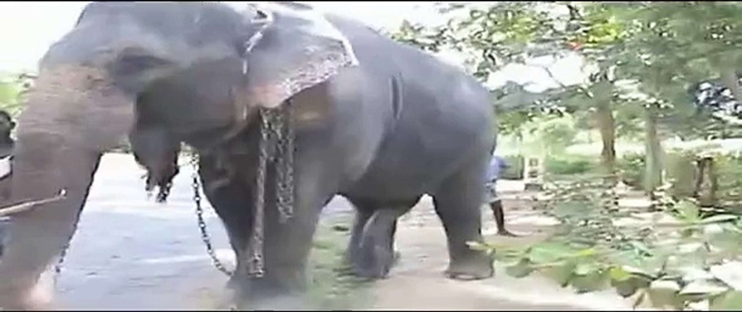 Elephant Cocks