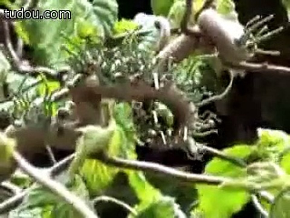 amazing plants