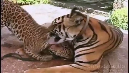 Amazing relationships between Animals, shock!