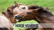 Horse Vs Horse - Animal vs Animal