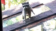 Mother Raccoon teaches kit how to climb a tree