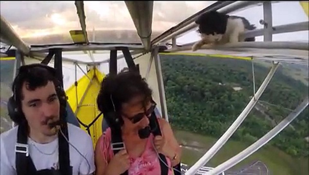 Remove Cat before Flight - Must Watch Video