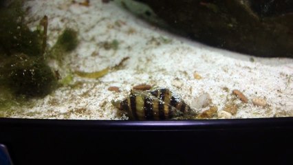 Profile: Assassin snails (Anentome helena)