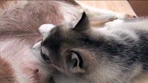 Cutest Puppy Ever - Alaskan Malamute playing with, and feeding from mummy Malamute