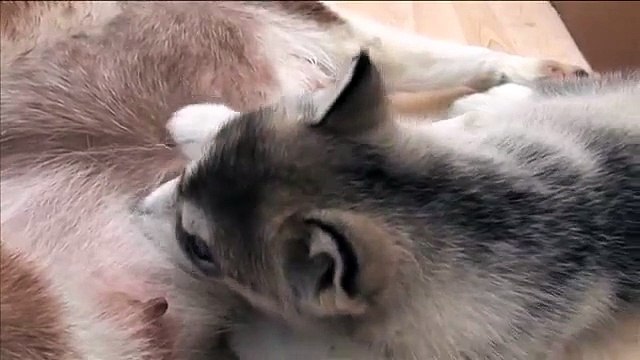 Cutest Puppy Ever - Alaskan Malamute playing with, and feeding from mummy Malamute