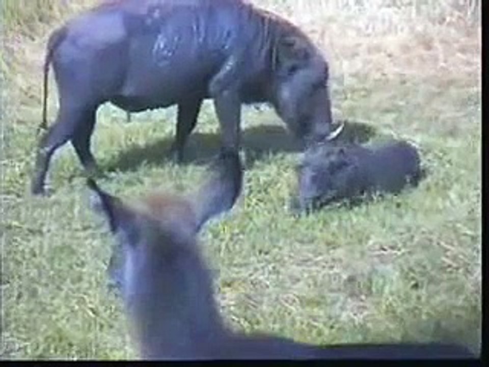 Frisky Warthog Baby  02-04-08  3:30 pm CAT