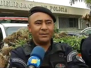 Plantação de maconha